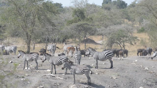 Impala Herd Grazing In Bushland