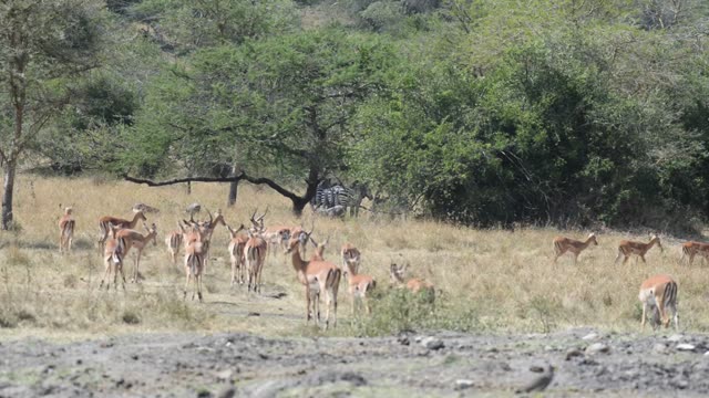 Hartebeest And Zebra Herds