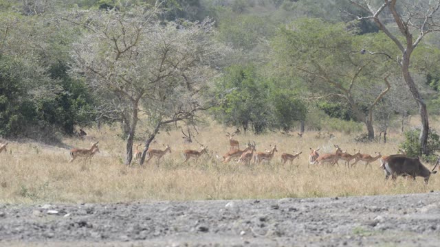 Impala Herd Grazing In Bushland