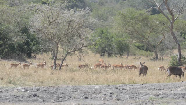Hartebeest And Zebra Herds