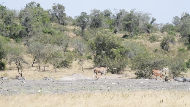 Impala Herd Grazing In Bushland