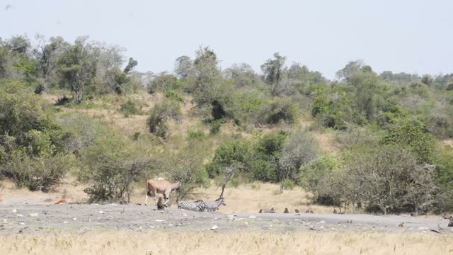 Hartebeest And Zebra Herds