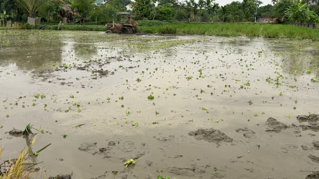 Flooded Rice Field Landscape