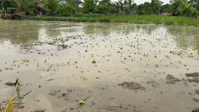 Rice Paddy With Village Houses