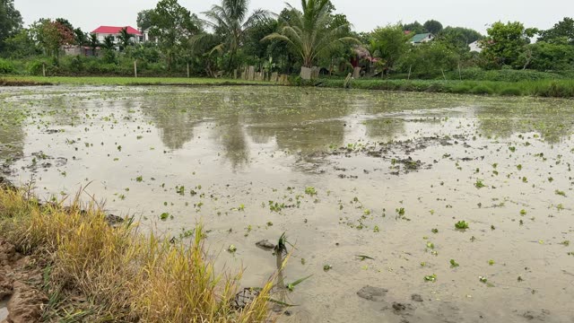 Wide Rice Paddy Landscape View