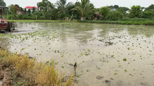 Rice Field With Palm Trees
