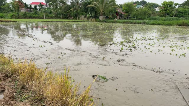 Countryside Rice Field Panorama