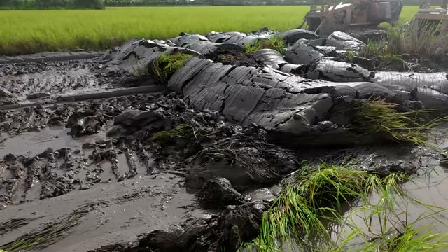 Mud Ridge Along Rice