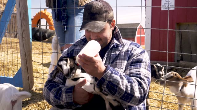 Baby Goats Playing