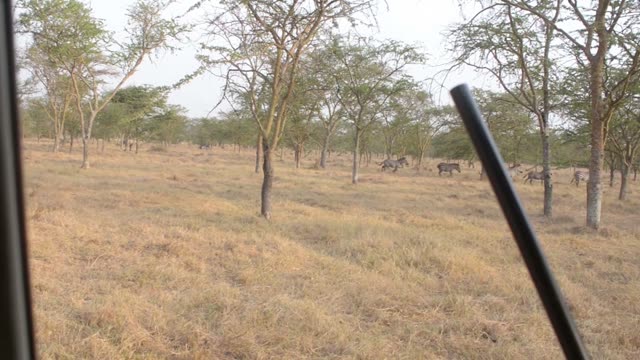 Ranger Aiming Dart Rifle At Zebra