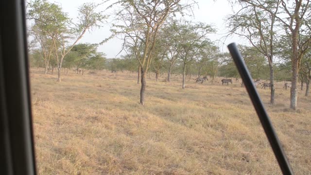 Ranger Aiming Dart Rifle At Zebra