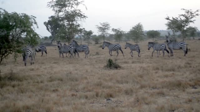 Rangers With Zebra Transport Truck