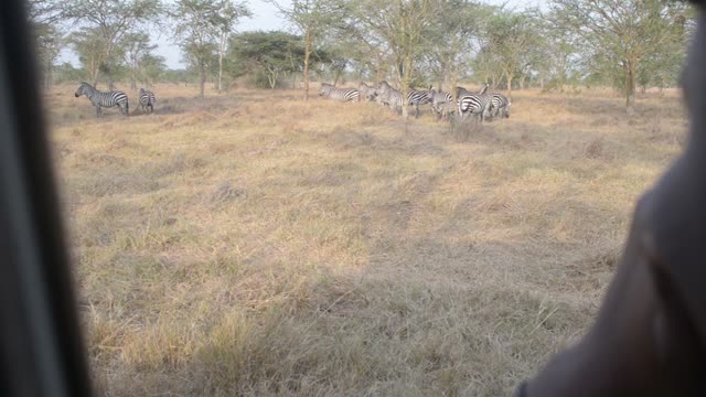 Ranger Team Preparing Zebra Capture