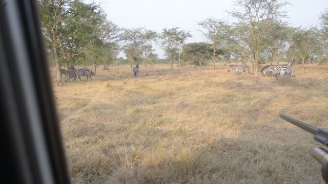 Zebra Herd With Buffalo And Hippo
