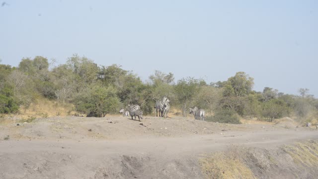 Zebra Herd With Buffalo And Hippo
