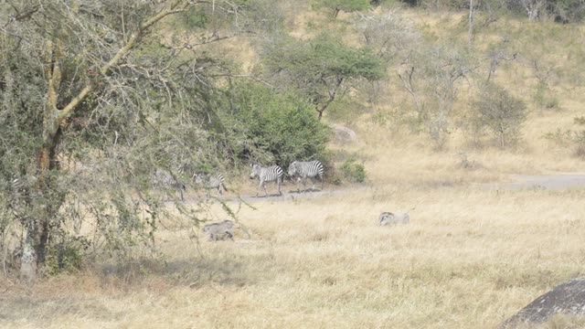 Zebra And Antelope Distant View
