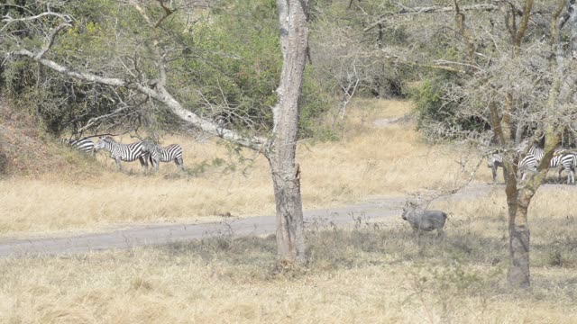 Mixed Herd At Waterhole Panorama