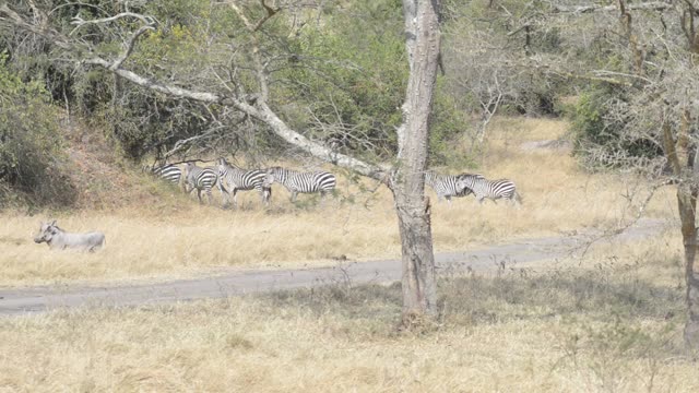Zebra And Antelope Distant View