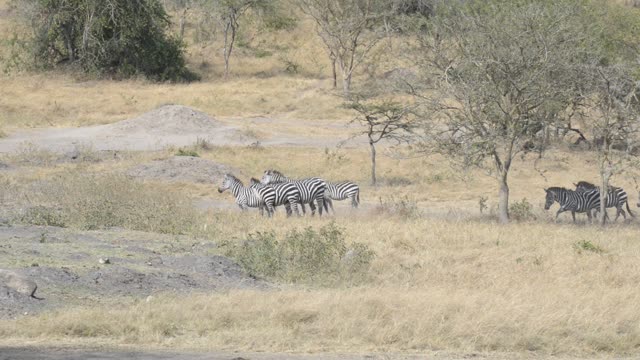 Mixed Herd At Waterhole Panorama