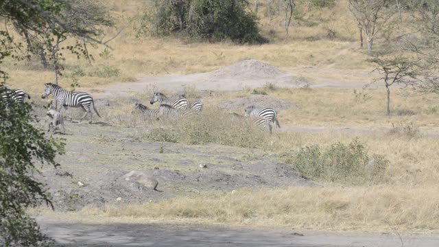Zebra And Antelope Distant View