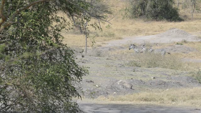 Mixed Herd At Waterhole Panorama