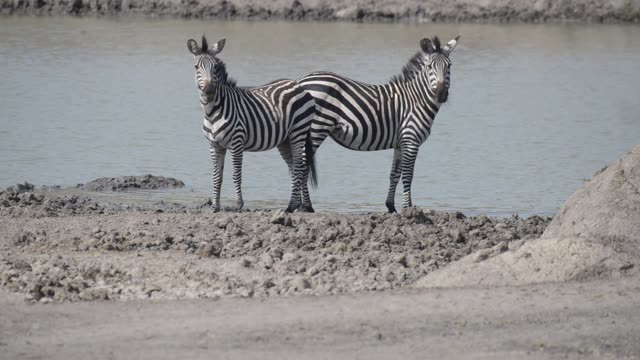 Zebra And Antelope Distant View