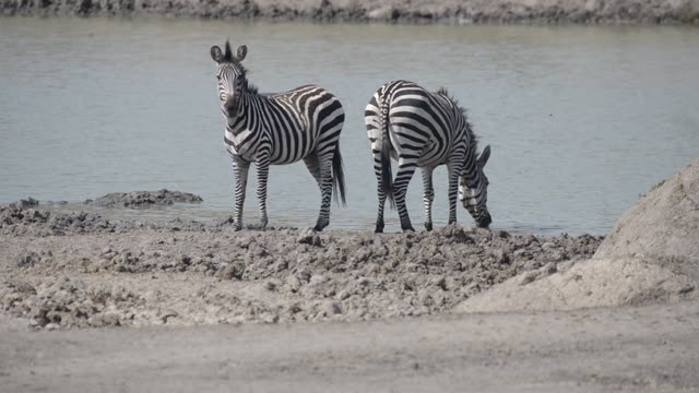 Mixed Herd At Waterhole Panorama