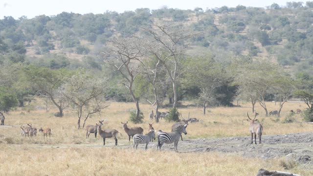 Zebra And Antelope Distant View