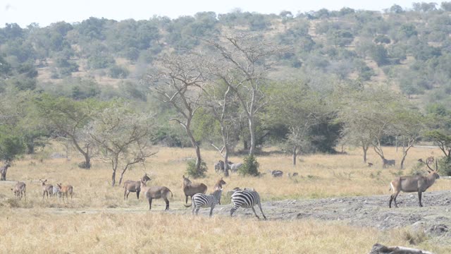 Mixed Herd At Waterhole Panorama