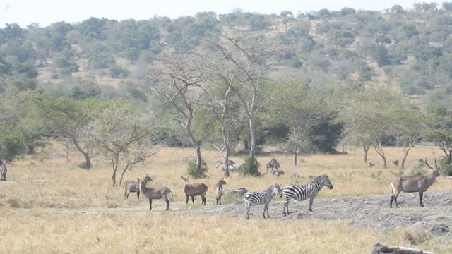 Mixed Herd At Waterhole Panorama