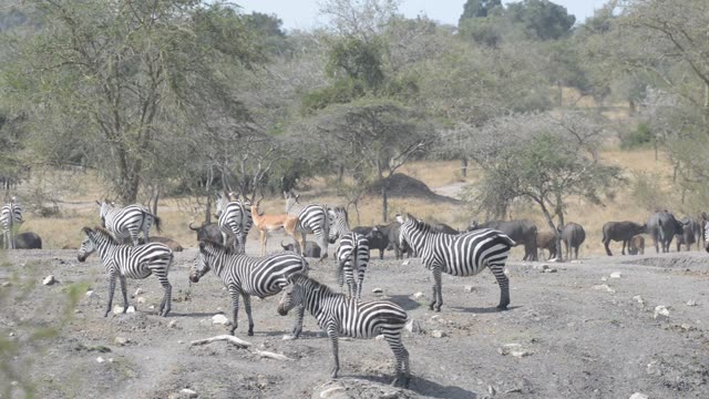 Mixed Herd At Waterhole Panorama