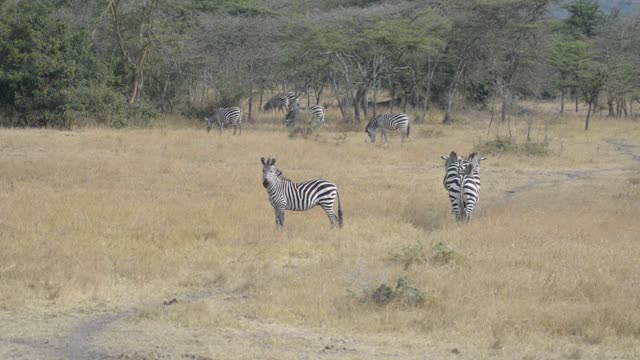 Zebra And Impala Mixed Herd