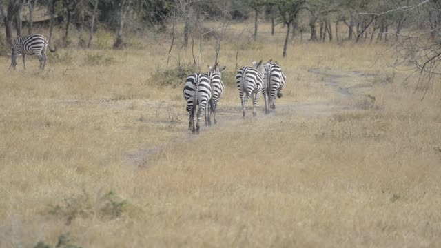 Zebra And Impala Mixed Herd
