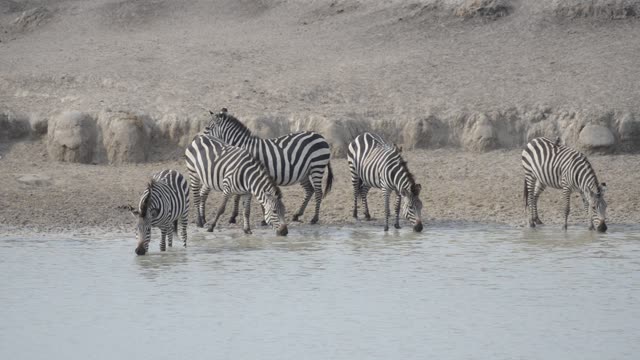 Zebra Herd At Waterhole