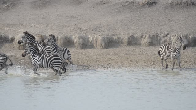 Zebra And Impala Mixed Herd