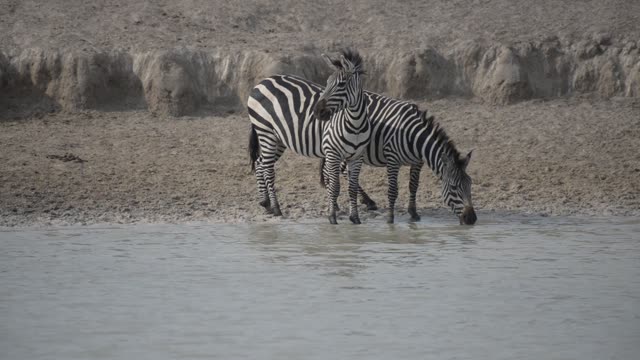 Zebra Herd At Waterhole