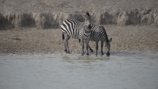Zebra And Impala Mixed Herd