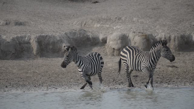 Zebra Herd At Waterhole