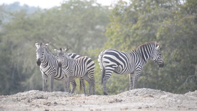 Zebra And Impala Mixed Herd