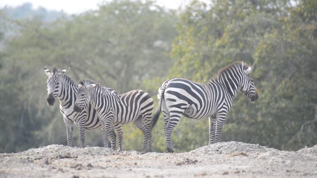 Zebra Herd At Waterhole