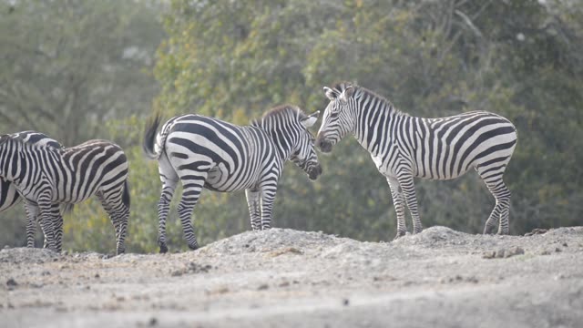 Zebra And Impala Mixed Herd