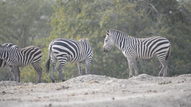 Zebra Herd At Waterhole