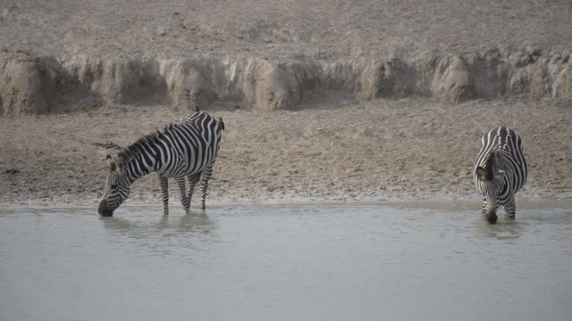 Zebra And Impala Mixed Herd