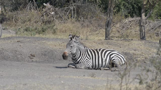 Zebra And Impala Mixed Herd