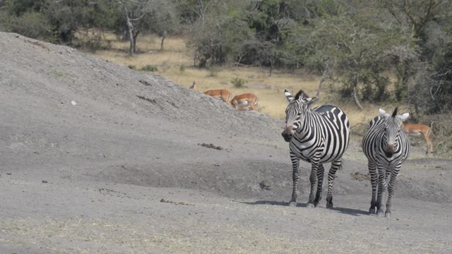 Zebra And Impala Mixed Herd