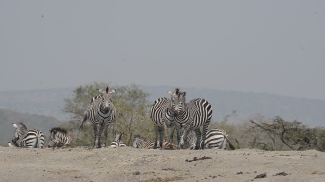 Zebra And Impala Mixed Herd