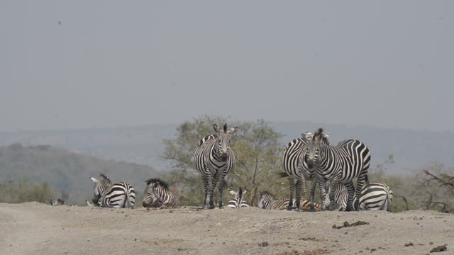 Zebra And Impala Mixed Herd