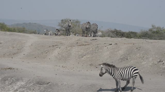 Zebra And Impala Mixed Herd