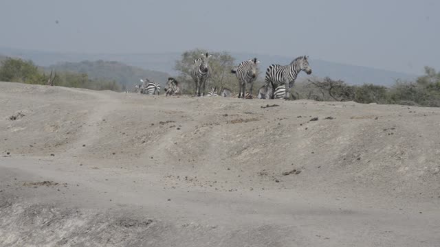 Zebra And Impala Mixed Herd