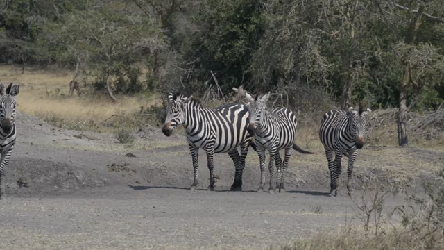 Zebra And Impala Mixed Herd